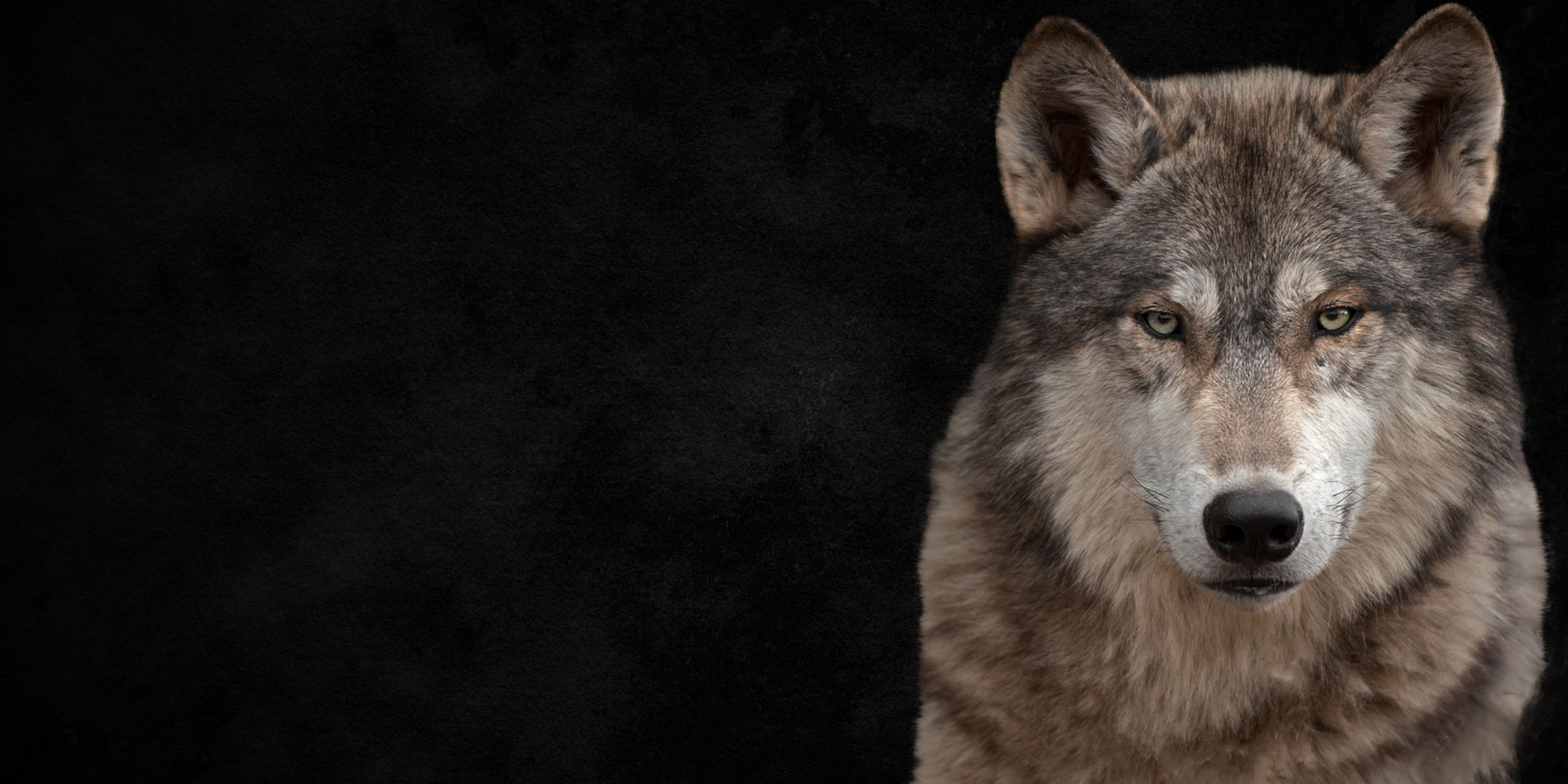 GREY WOLF 